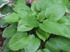 Hosta/ Crin de toamna/ cont. 5L