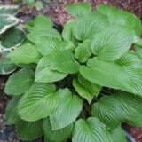 Hosta/ Crin de toamna/ cont. 5L