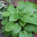 Hosta/ Crin de toamna/ cont. 5L