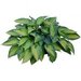 Hosta/ Crin de toamna/ cont. 5L
